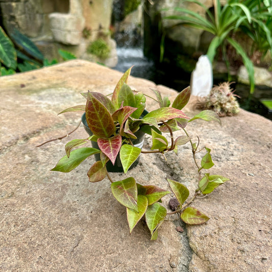 Hoya ‘Sunrise’ - Rainforest Flora