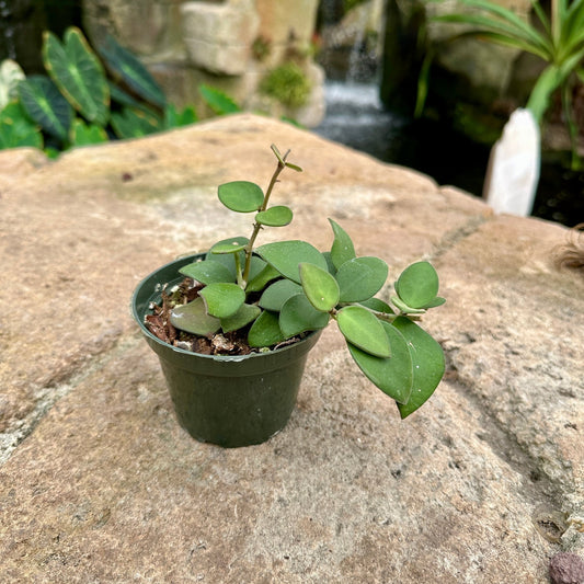 Hoya nummularioides - Rainforest Flora