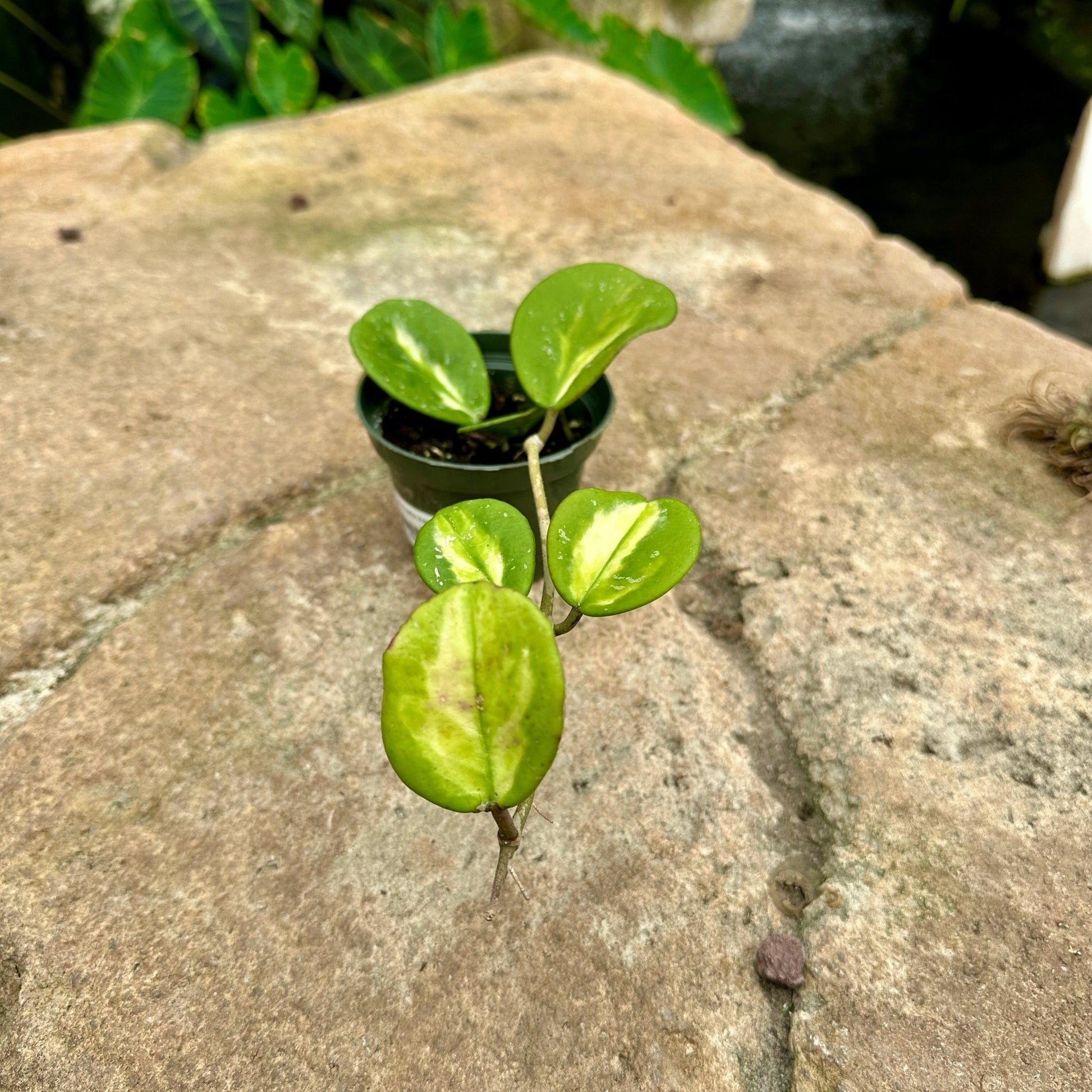 Hoya obovata Variegated - Rainforest Flora