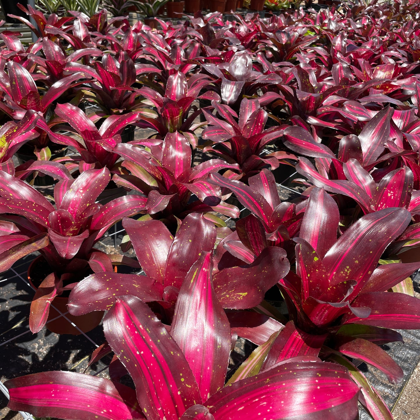 Neoregelia 'Broken Heart'
