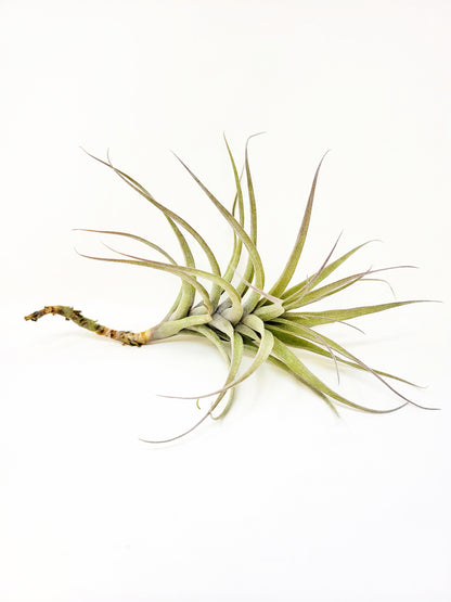 Tillandsia incarnata