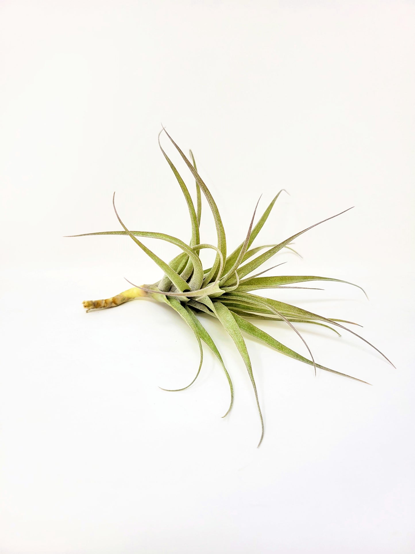 Tillandsia incarnata