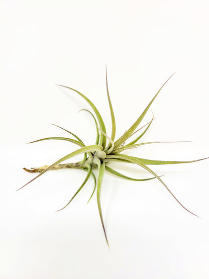 Tillandsia incarnata