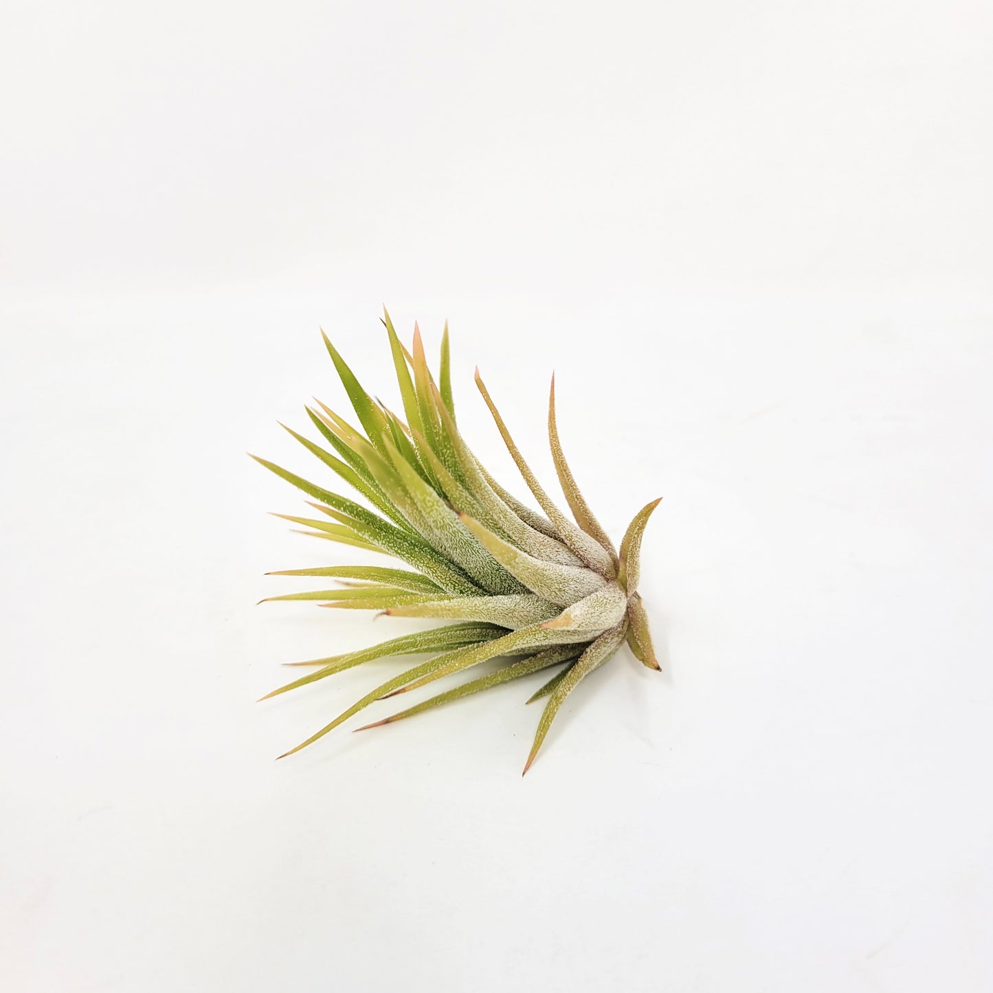 Tillandsia ionantha 'Druid'