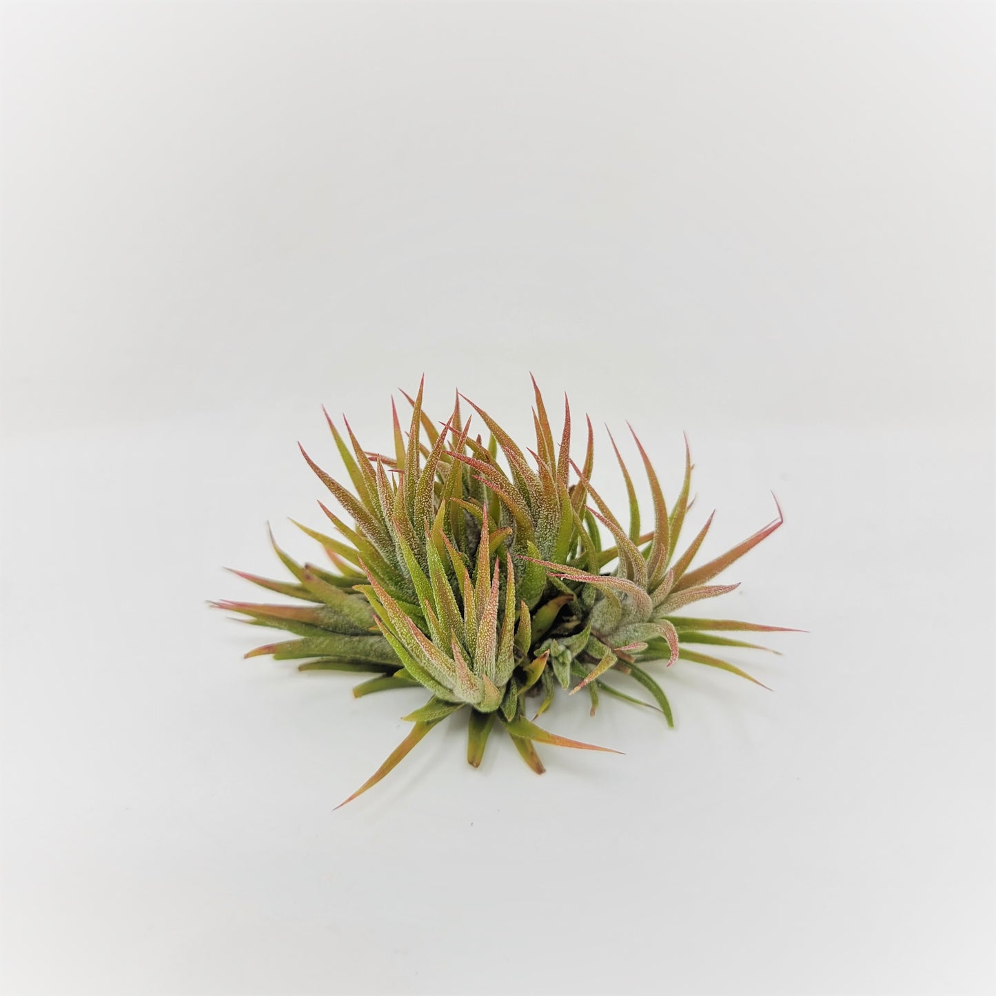 Tillandsia ionantha 'Enano'