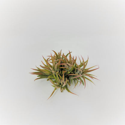 Tillandsia ionantha 'Enano'