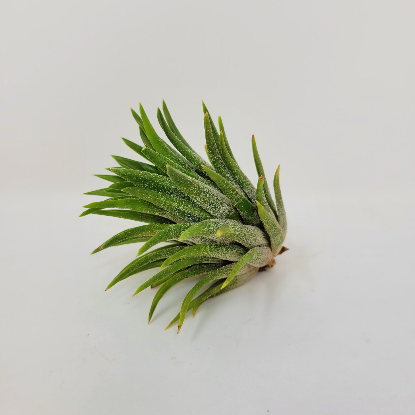 Tillandsia ionantha 'Fat Boy'