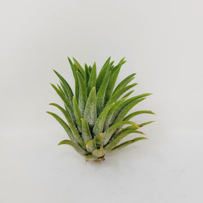 Tillandsia ionantha 'Fat Boy'