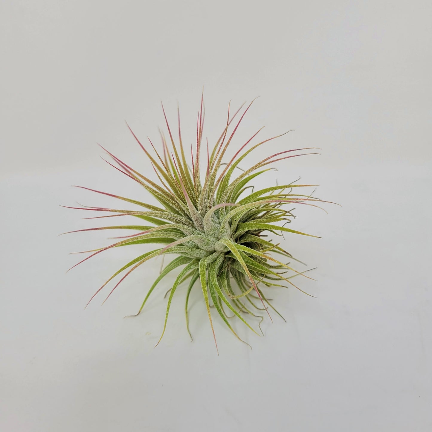 Tillandsia ionantha 'Guatemala'