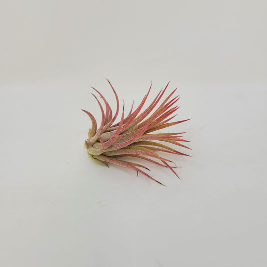 Tillandsia ionantha 'Mexico'