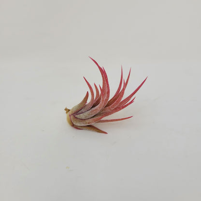 Tillandsia ionantha 'Mexico'