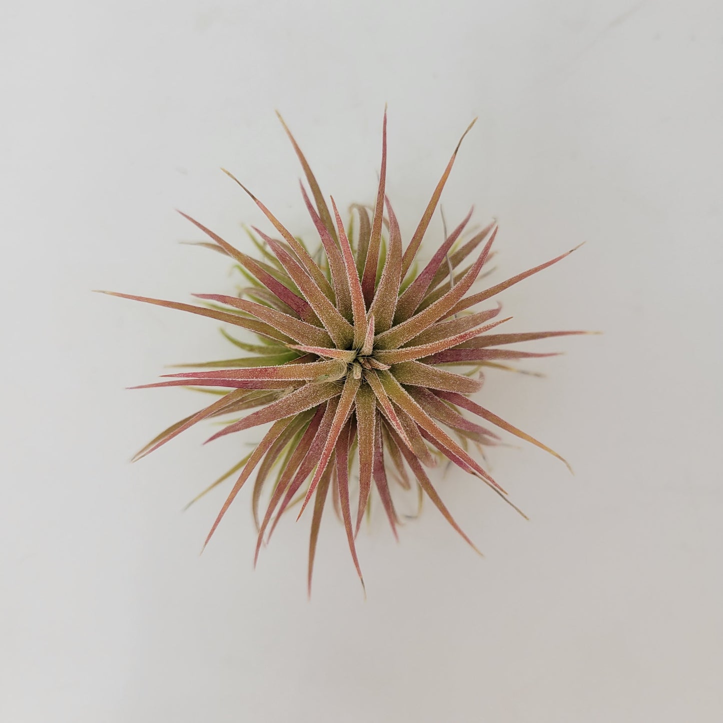 Tillandsia ionantha 'Ron'