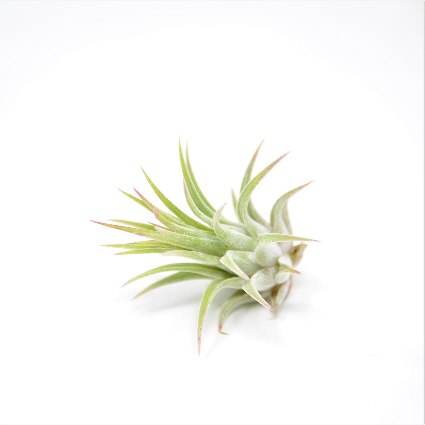 Tillandsia ionantha 'Rubra'