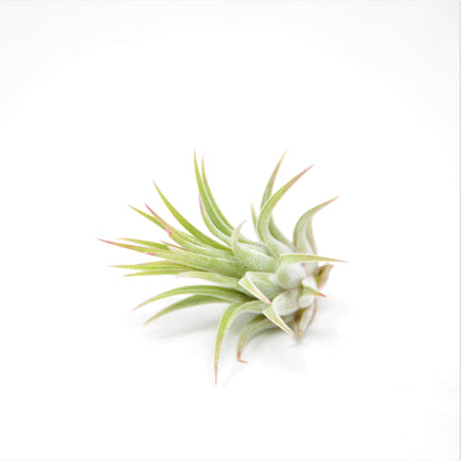 Tillandsia ionantha 'Rubra'