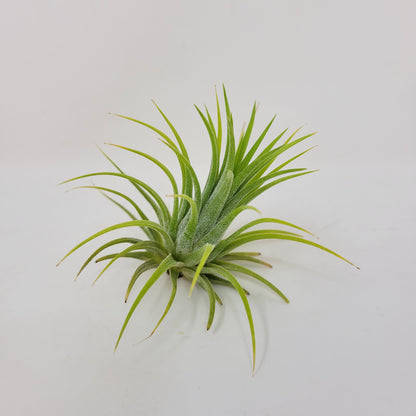 Tillandsia ionantha 'Sumo Size' White