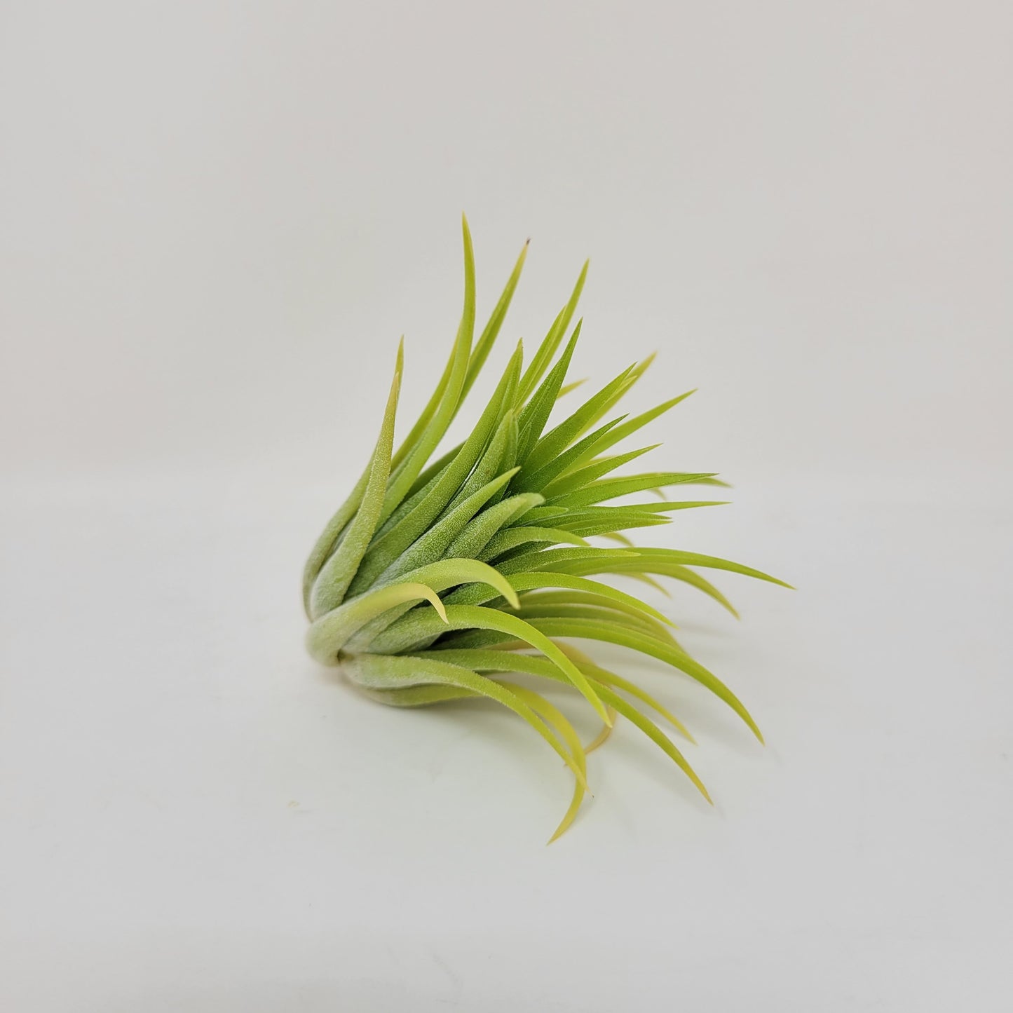 Tillandsia ionantha 'Sumo Size' White