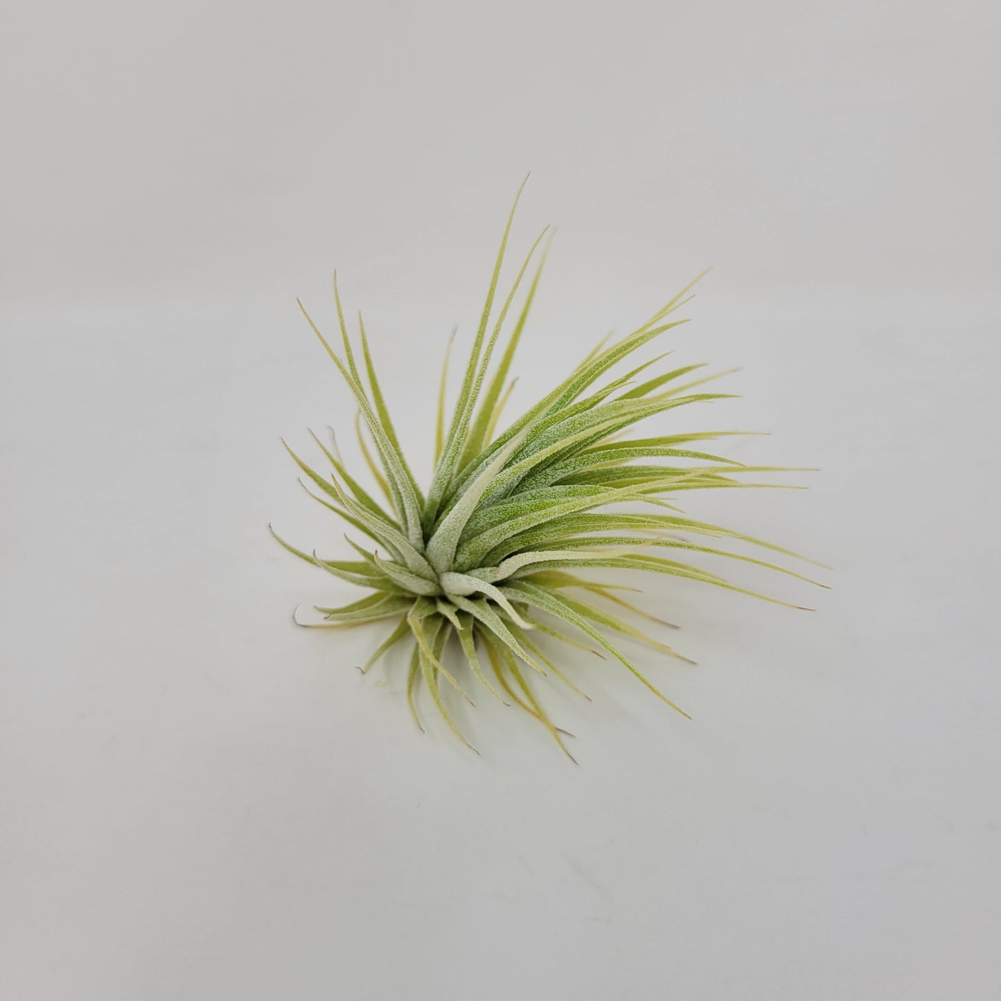 Tillandsia ionantha 'Sumo Size' White