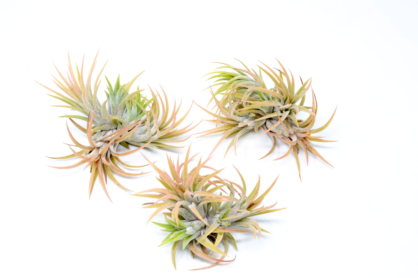 Tillandsia ionantha 'Druid'