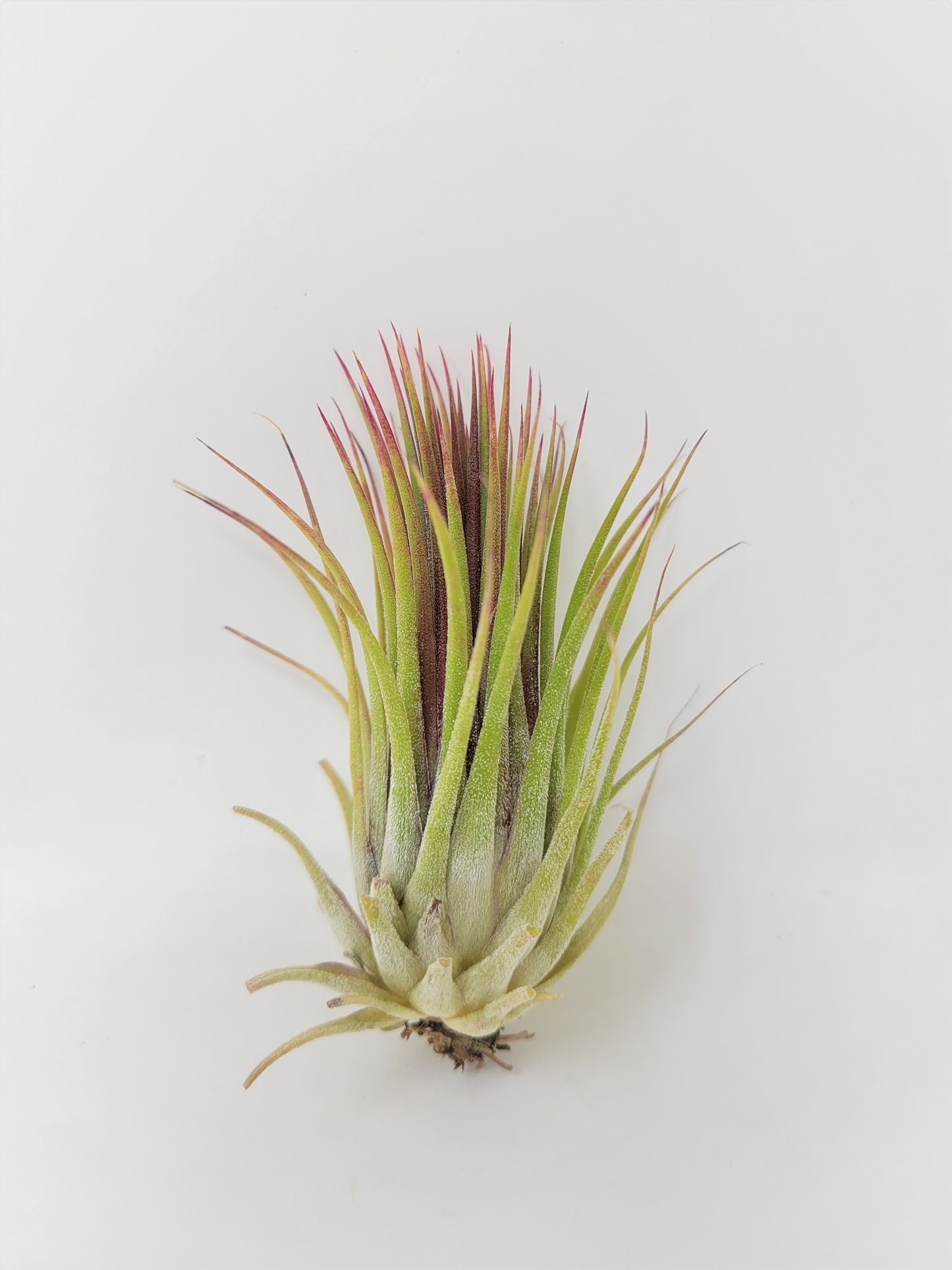 Tillandsia ionantha 'Macho'