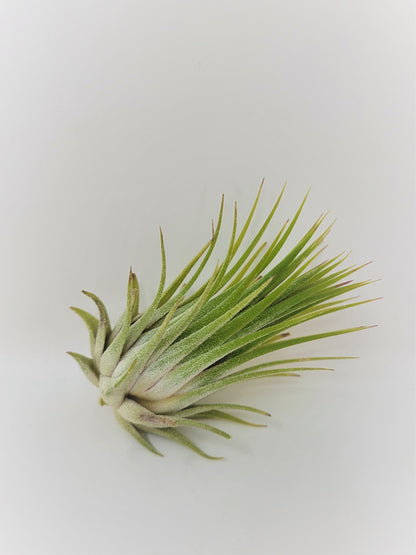 Tillandsia ionantha 'Macho'