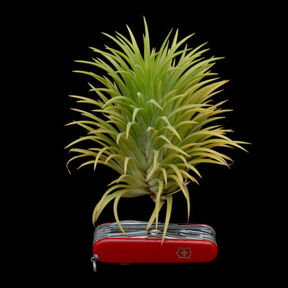 Tillandsia ionantha 'Sumo Size' White