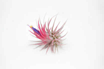 Tillandsia ionantha 'Fuego'