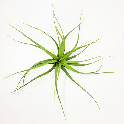 Tillandsia 'Isaac Jogues'