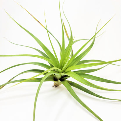 Tillandsia 'Isaac Jogues'