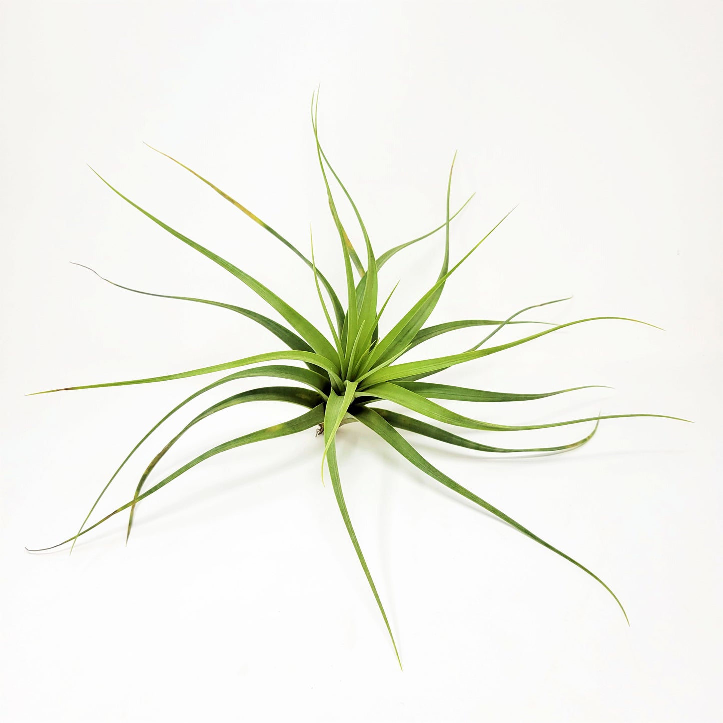 Tillandsia 'Isaac Jogues'