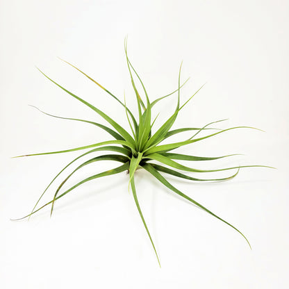 Tillandsia 'Isaac Jogues'