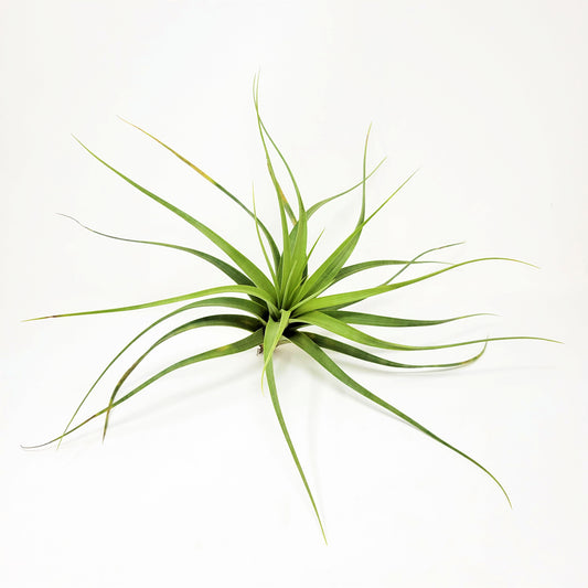 Tillandsia 'Isaac Jogues'