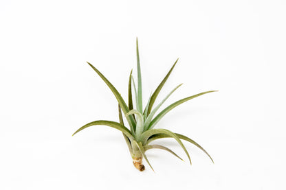 Tillandsia 'Ixistar'