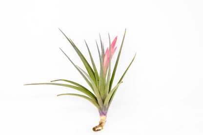 Tillandsia 'Ixistar'