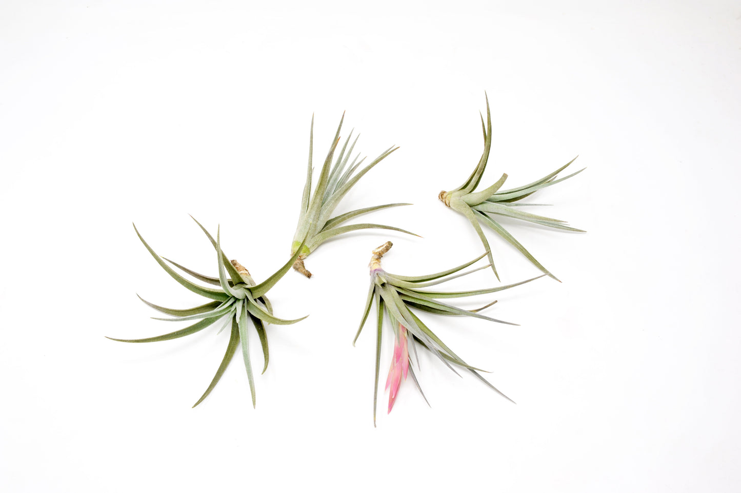 Tillandsia 'Ixistar'