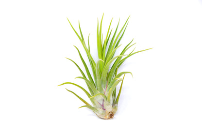 Tillandsia 'Joel'