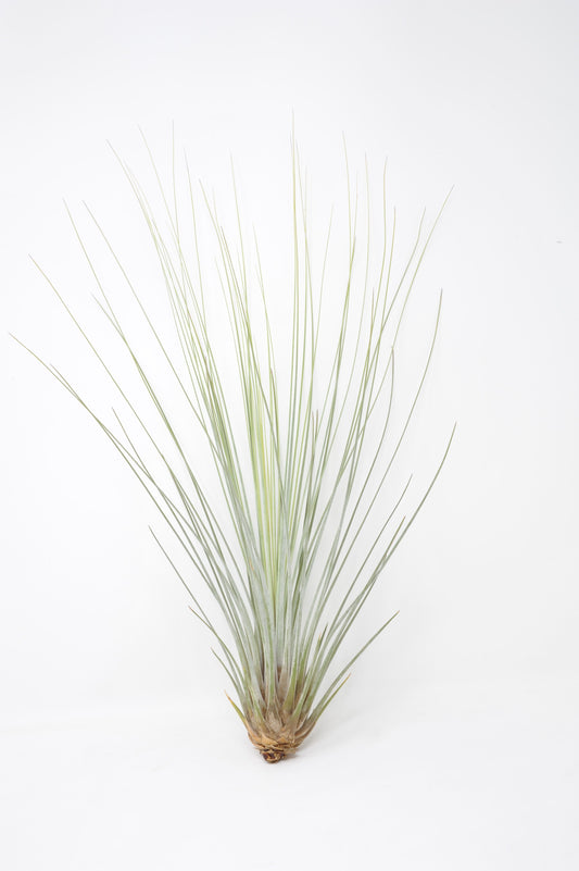 Tillandsia juncea