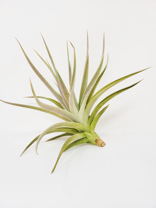 Tillandsia 'Kammyhon'