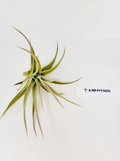 Tillandsia 'Kammyhon'