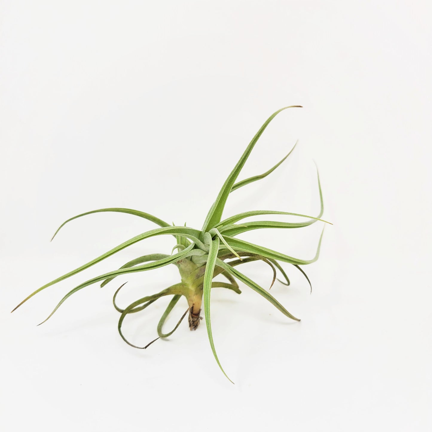 Tillandsia 'Kashkin'