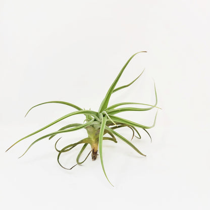 Tillandsia 'Kashkin'