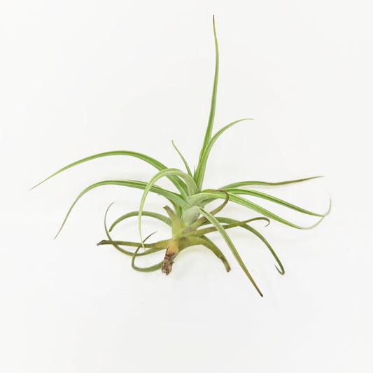 Tillandsia 'Kashkin'