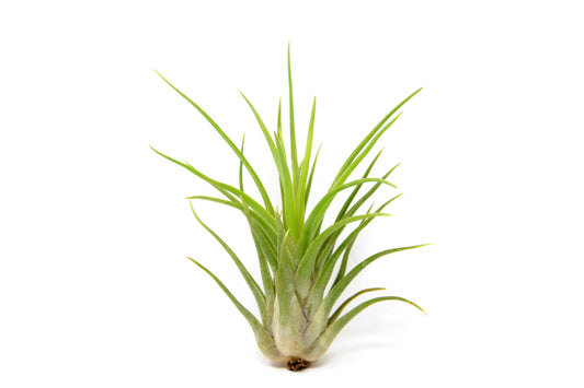 Tillandsia 'Leo J.'