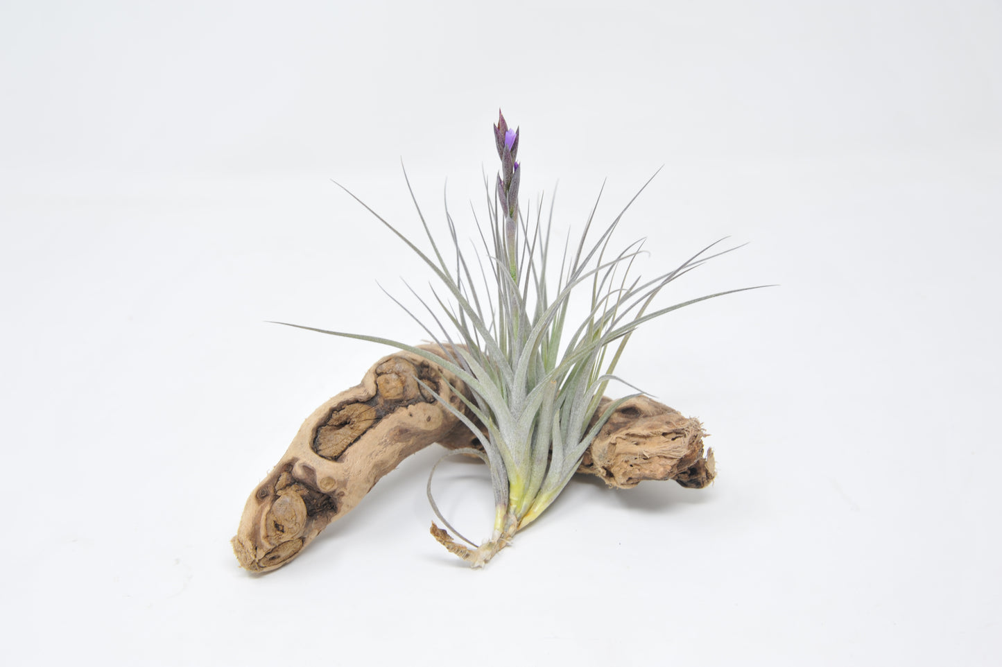 Tillandsia 'Little Shaver'