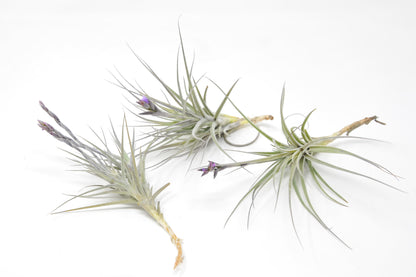 Tillandsia 'Little Shaver'