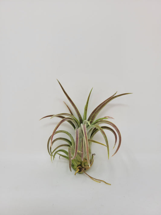 Tillandsia 'Little Thunder'