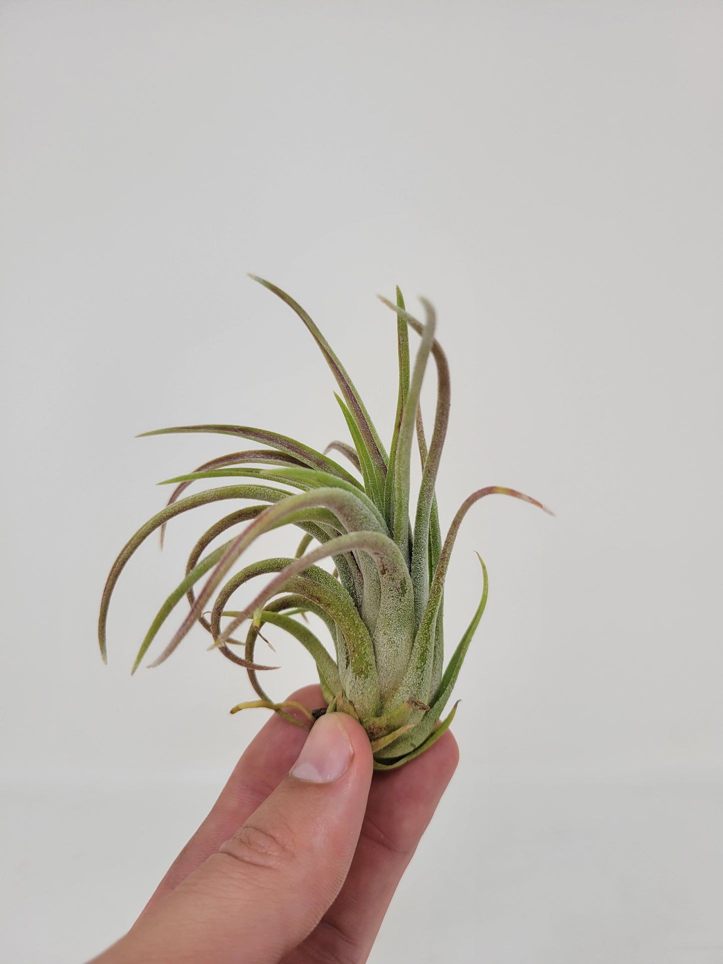 Tillandsia 'Little Thunder'