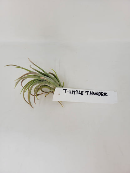 Tillandsia 'Little Thunder'