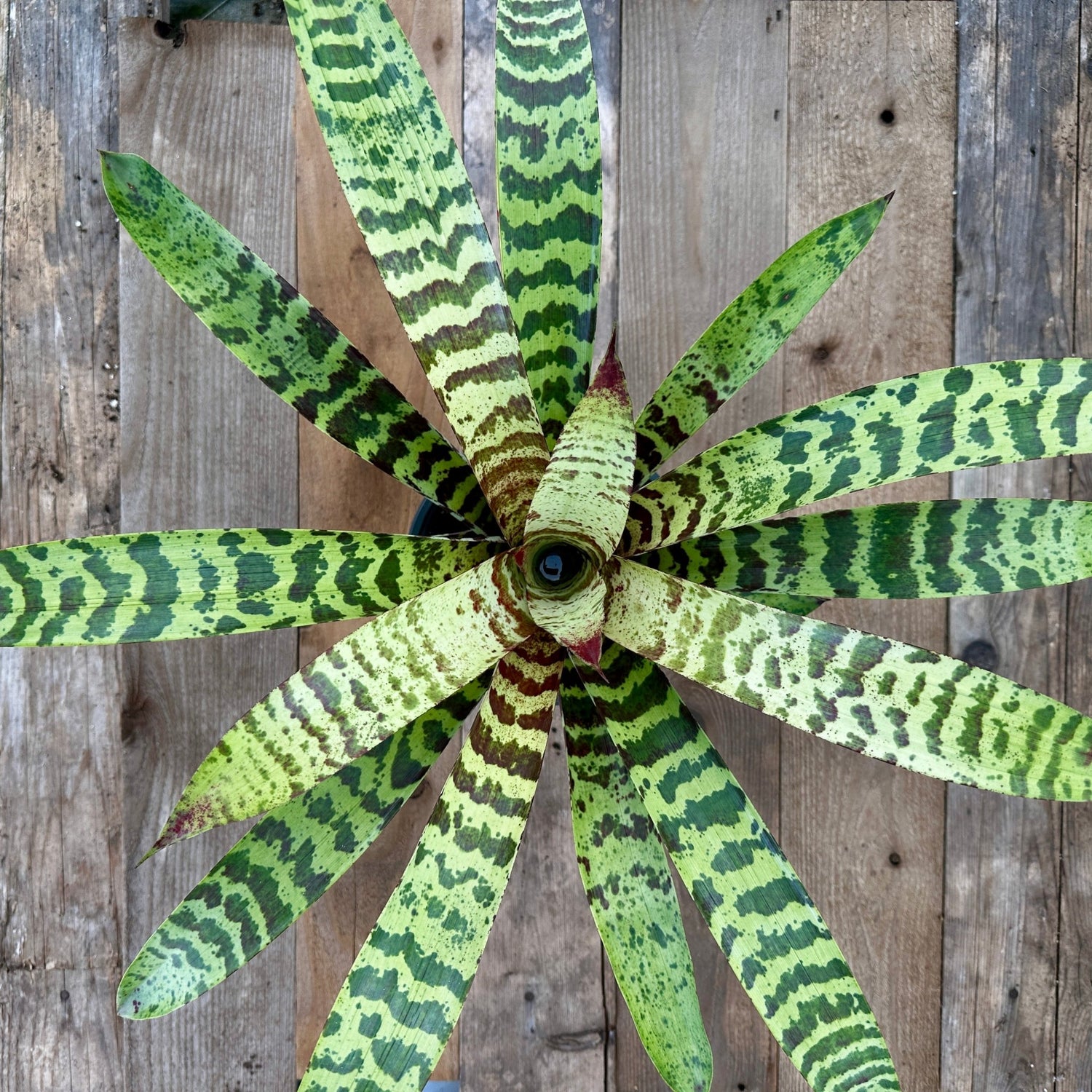 Rainforest Flora - Lutheria splendide F2 - above view