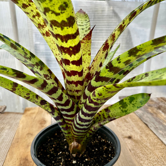 Rainforest Flora - Lutheria splendide F2 - side view