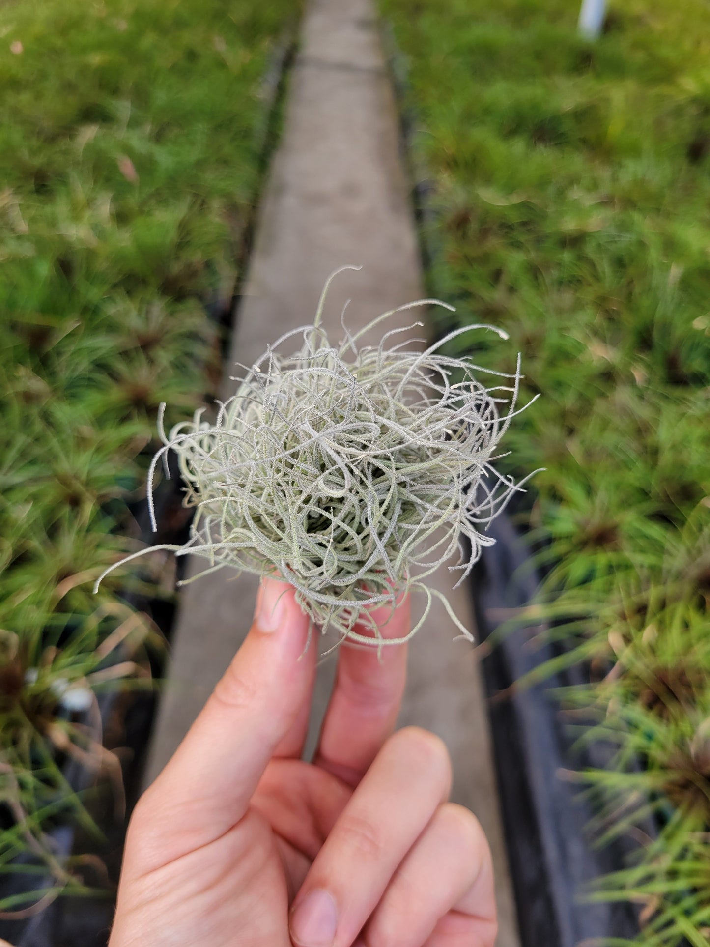 Tillandsia mallemontii